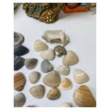 Lot of SeaShells