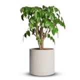 Mozing Cement Plant Pots Indoor, 10 inch, Gray