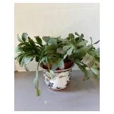 Christmas Cactus in Chinese Pot