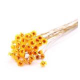 MLSG Natural Dry Flowers Brazilian Small Star Daisy Decorative Dried flowers Mini Daisy Chamomile Bouquet for Wedding Floral Arrangements Home Decorations Valentine