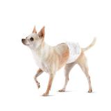 Amazon Basics Absorbent, Leakproof Male Dog Wrap Disposable Diapers, X-Small, Pack of 30, White