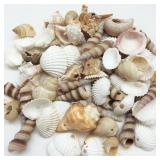 PEPPERLONELY Small Drilled Shell Mix Sea Shells, 6 OZ Apprx. 60+ PC Shells, 1-1/2 Inch