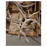 Box of antlers