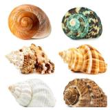 WeDoSoy 6PCS Large Hermit Crab Shells | Natural Sea Conch Size 2.8" - 3.9", Opening Size 1.5" - 2.5" | Turbo Seashells for Hermit Crab Supplies and Beach Decoration Large Sea Shell