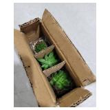 Briful Set of 3 Succulents Plants Artificial in Glass Pots Small Fake Succulents Plants Faux Plants Indoor for Home Office Table Desk Shelf Room Decor