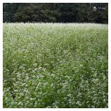 Outsidepride Buckwheat Seeds - 1lb Annual, Fast-Growing, Easy to Grow Buckwheat Cover Crop Seeds for Green Manure, Bee Pasture & Pollinators, Wildlife Habitat, Soil Improvement, and Erosion Control