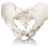 2024 New Life Size Male Pelvis Mode,Hip Model  Male Anatomy Model, Male Pelvic Skeleton Model,