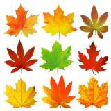 Fall Bulletin Board Decorations Fall Leave Cutout Autumn Thanksgiving Artificial Leaf Cutout Maple Paper Leave with Glue Point Dot for Classroom Bulletin Board Wall Decoration, 3.94 x 3.5 In (135 Pcs)