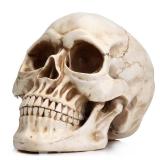 READAEER Life Size Human Skull Model 1:1 Replica Realistic Human Adult Skull Head Bone Model (White)