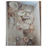 shells