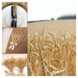 Uieke 17.7 Inches Dried Wheat Stalks, 400 Stems Dried Flowers 100% Natural Wheat for Home Kitchen Wedding Party Table Centerpiece Harvest Wreath Boho Farmhouse DIY Decoration Retail $29.99