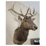 Bull Elk Taxidermy 57" Tall X 34" Wide