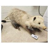 Possum Taxidermy