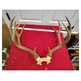 Antlers