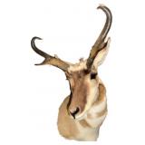 Pronghorn Shoulder Mount