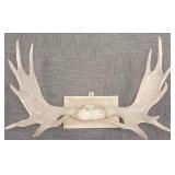 Pair mounted moose antlers 36"W