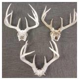 3 pair deer antler & skull mounts