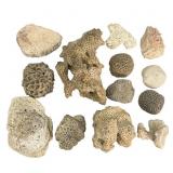 Lot Of Various Coral Specimens-13 Total