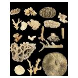 Explore Corals Large Collection