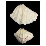 1 Large 1 Smaller Half Hippopus Clam Shells