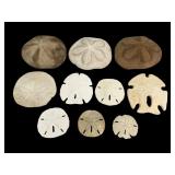 Sand Dollars & Sea Biscuits-10 Total