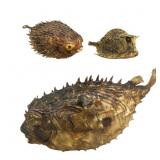 Puffer Fish & Horned Cow Fish Dried Specimens