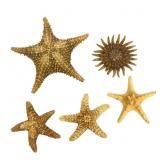 Natural Lrg Starfish Collection- 5 Total