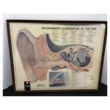 1973 Royal Industries Anatomical Illustration.....