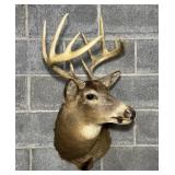 Whitetail Deer Shoulder Mount, 10 Point Buck,