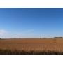 131.28 acres Highly Productive MN farmland