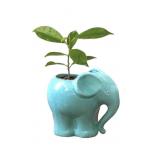 YOUFUI CUTE SUCCULENT BLUE ELEPHANT FLOWER POT