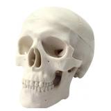 GLOBAL-DENTAL HUMAN MINI SIZE ANATOMICAL BONE