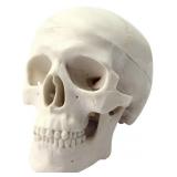 GLOBAL-DENTAL HUMAN MINI SIZE ANATOMICAL HEAD