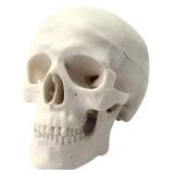 GLOBAL-DENTAL HUMAN MINI SIZE ANATOMICAL SKULL