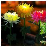 3 PACK CHRYSANTHEMUM SOLAR LIGHTS