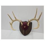 Mounted Deer Antlers 15" w & Gun Emblem