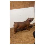 BP Showpigs - 5-5 Duroc Barrow