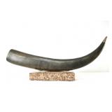 Antique Indonesian Horn -incised dragons - 31"