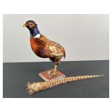 Pheasant Taxidermy