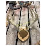 10 Point Buck Antlers on Plaque +