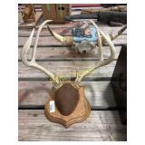 8 Point Buck Rack on a Plaque +