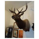 Elk Mount - 43Dx56Hx46W (measurements are