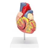 Premium Anatomical Human Heart Model