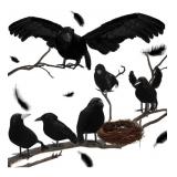 6 Packs Halloween Realistic Black Feathered Crow