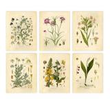 Set of 6 Vintage Botanical Prints wall art