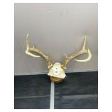 Deer antlers