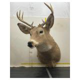 Taxidermy deer head