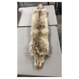 CAYOTE PELT 55" NOSE TO TAIL