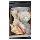 BOX OF SEA SHELLS