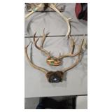 2 ELK ANTLER RACKS